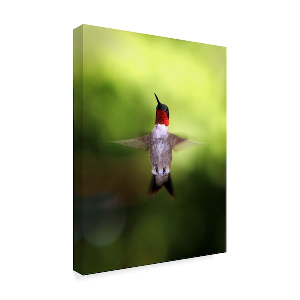 J.D. Mcfarlan 'Hummingbird Blurred' Canvas Art,24x32